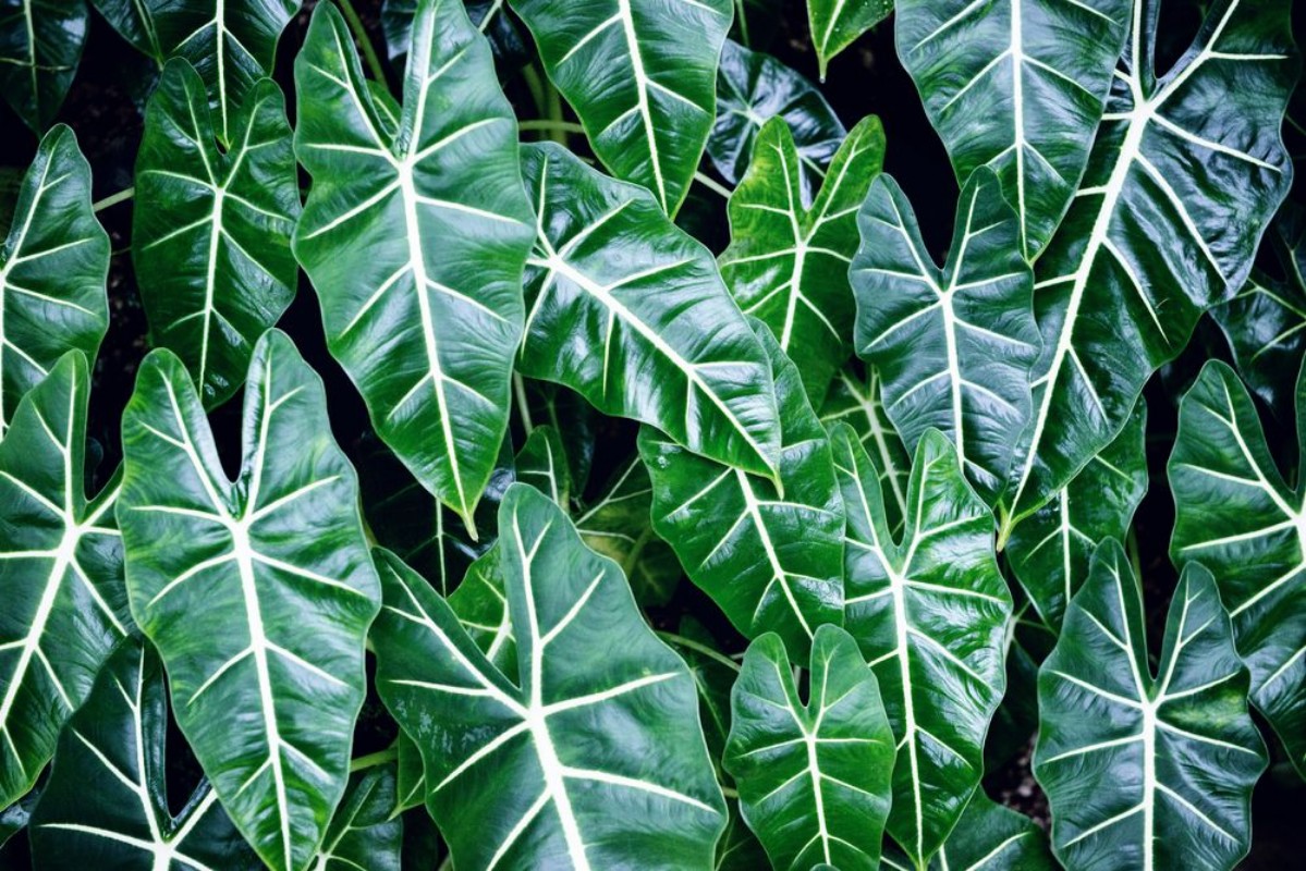 Afbeeldingen van Leaf Chestplate