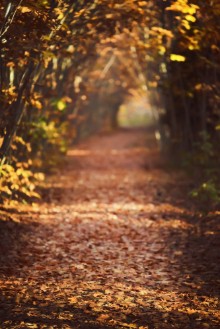 Image de Autumn Fall Autumnal Park Autumn Trees and Leaves