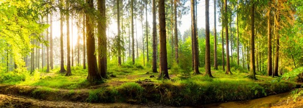 Image de Panoramic German Forest