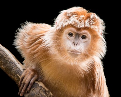 Picture of Ebony Languar V