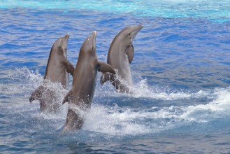 Bild vun Oceanic playtime