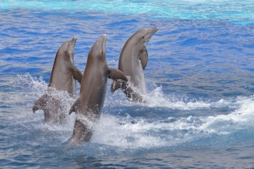 Picture of Oceanic playtime