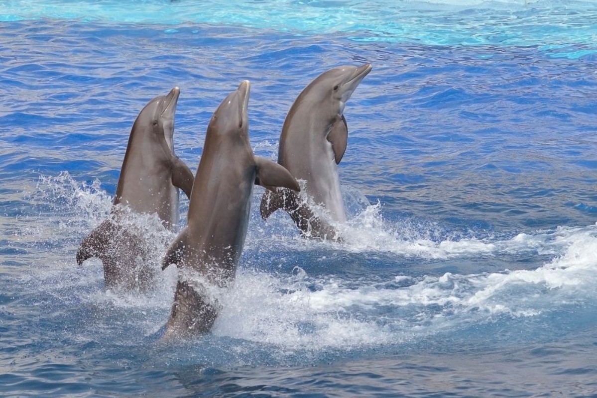 Picture of Oceanic playtime