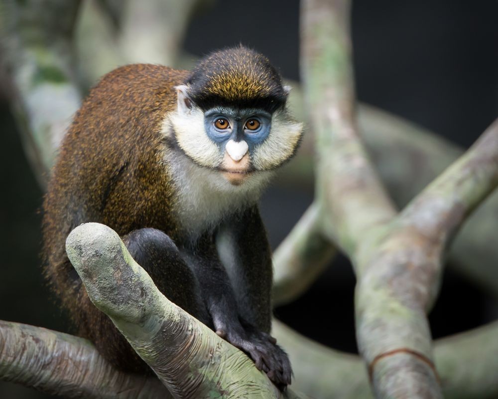 Afbeeldingen van Schmidts Spot-Nosed Guenon