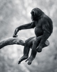 Obrázok z Chimpanzee VI