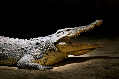 Crocodile photowallpaper Scandiwall