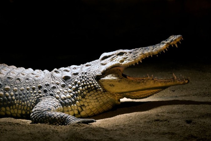 Crocodile photowallpaper Scandiwall