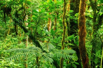 Bild von Tropical rainforest