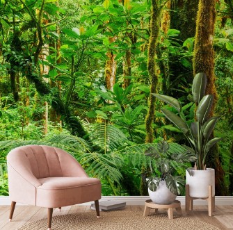 Image de Tropical rainforest