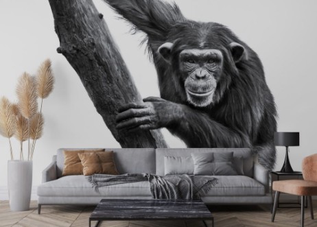 Bild på Schimpansen