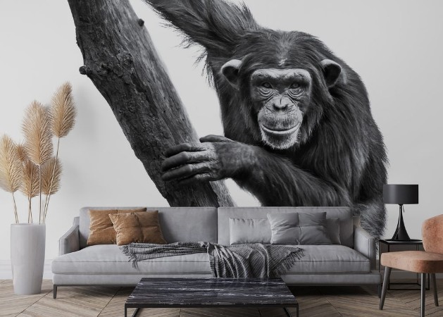 Picture of Chimpansen