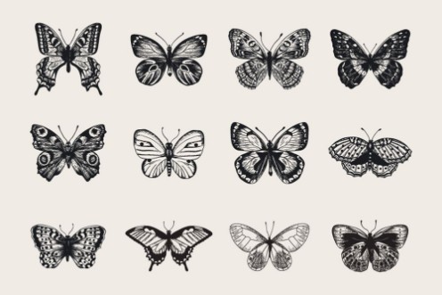 Picture of Butterfly Collage