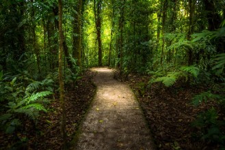 Afbeeldingen van Jungle path
