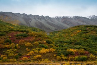 Picture of Tundra in Denali State Park