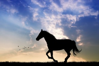 Bild von Horse gallop at sunset