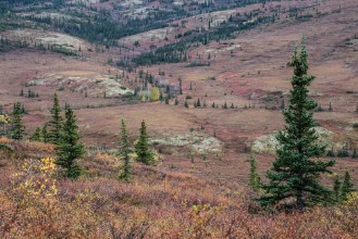 Afbeeldingen van Alaska tundra alive in fall season