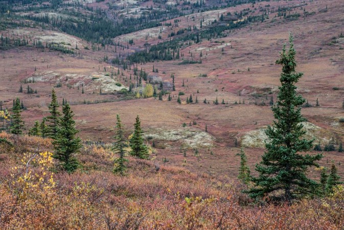 Imagem de Alaska tundra alive in fall season