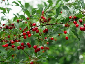 Image de Cherry on a branch in the garden