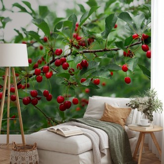 Afbeeldingen van Cherry on a branch in the garden