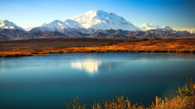 Picture of Denali Sunshine