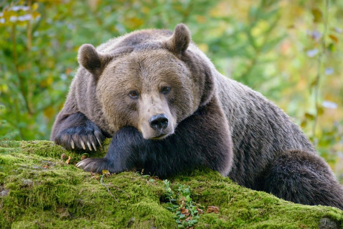 Image de Resting Bear