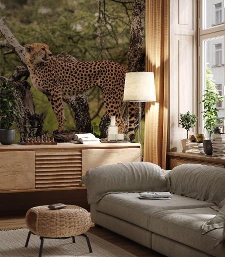 Picture of Close up of a Cheetah staring into the distance  on a tree on the Serengeti Plains Tanzania
