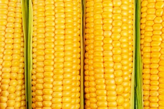 Bild vun Ripe corn texture