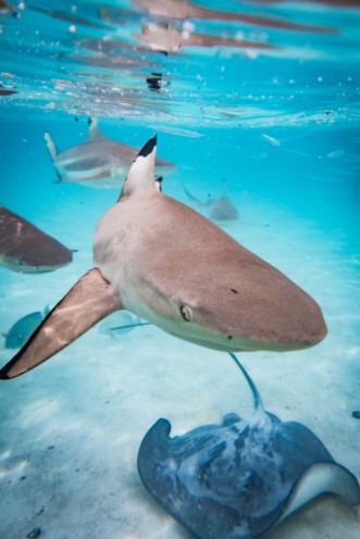 Afbeeldingen van Sarks and Ray