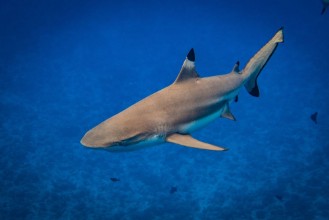 Immagine di Blacktip Shark