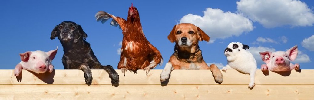 Picture of Farm Friends