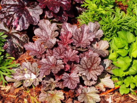 Picture of Purple Heuchera Milan - coral bells alumroot