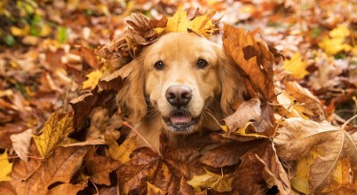 Attēls Retriver Hide n Seek