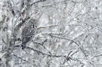 Kép Great Grey Owl in winter