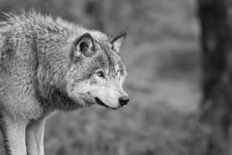 Εικόνα της Loup Gris 