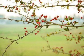 Image de Rode bessen