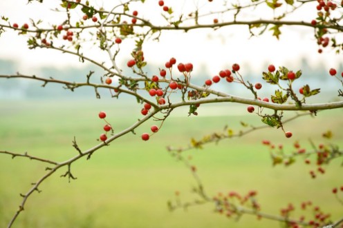 Image de Rode bessen