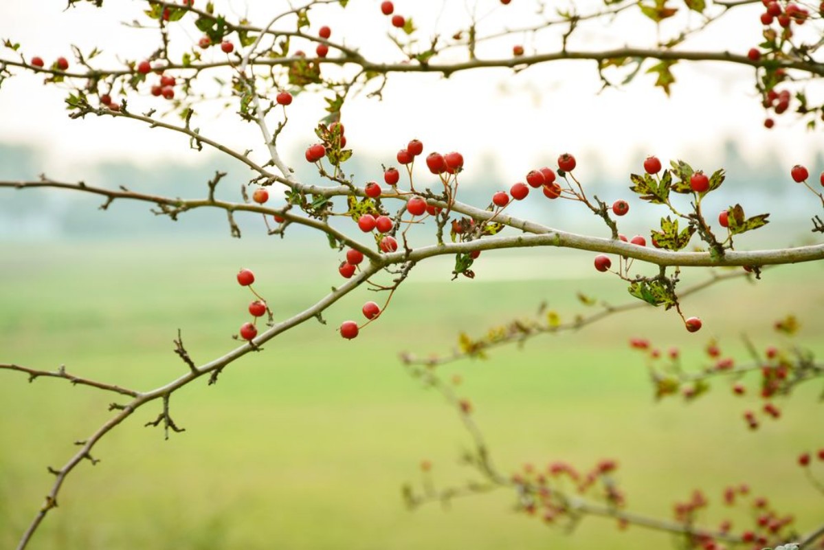 Picture of Rode bessen