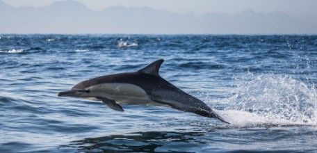 Kép Octane Dolphin