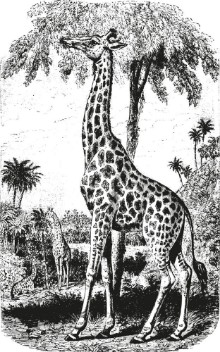 Bild von Giraffe vintage engraving