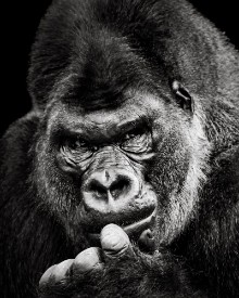 Bild på Western Lowland Gorilla X