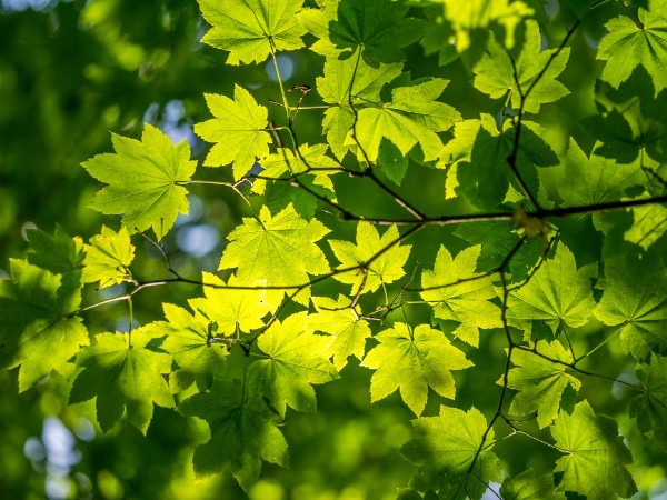 Afbeeldingen van Green Maple Leaves