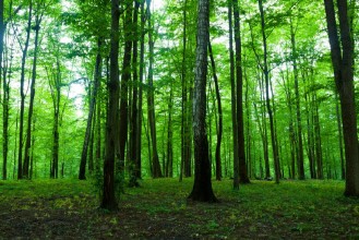 Obrazek Spring green forest