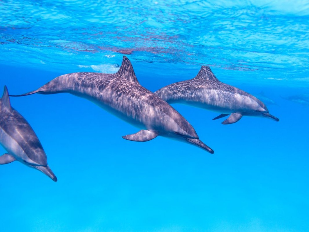 Picture of Pod of dolphins