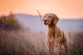 Bild von Vizsla