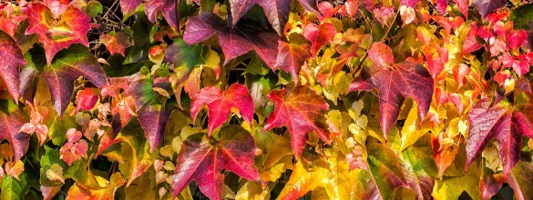 Picture of Formidable Foliage