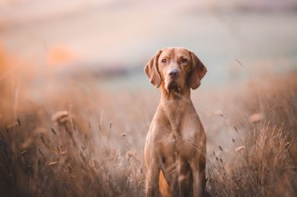 Bild von Hungarian pointer hound dog