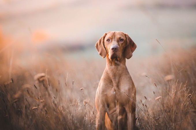 Picture of Hungarian pointer hound dog