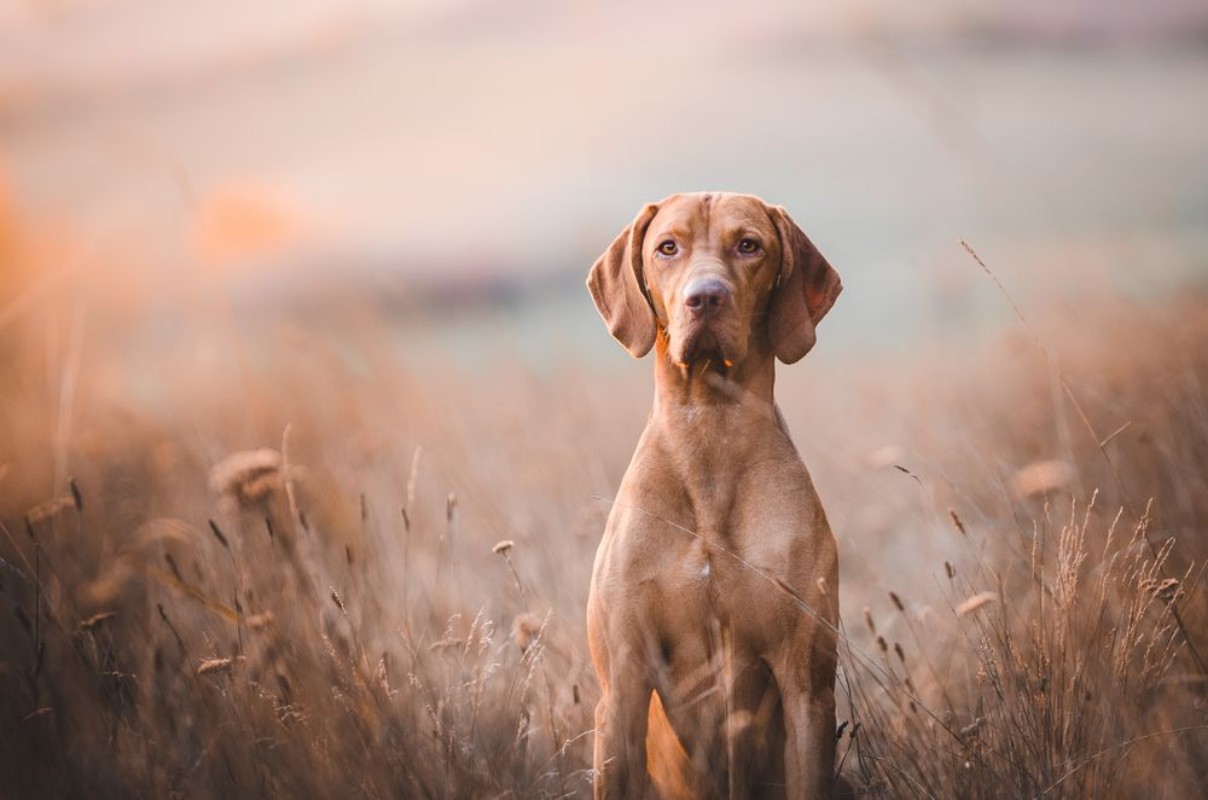 Picture of Hungarian pointer hound dog
