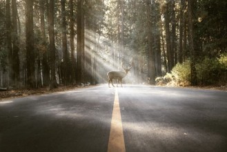 Slika Hirsch steht auf Waldstrae