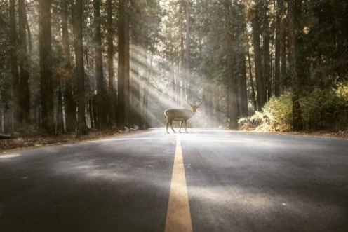 Picture of Hirsch steht auf Waldstrae
